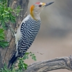 Golden-fronted Woodpecker